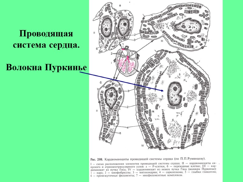 Проводящая система сердца.  Волокна Пуркинье